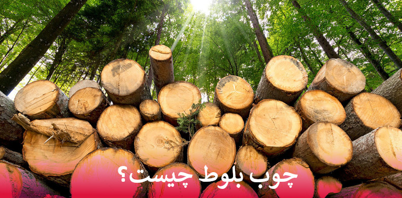 چوب بلوط